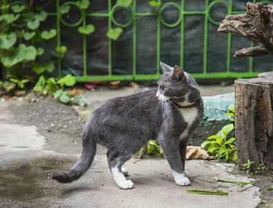 乌克兰敖德萨街头的猫图片