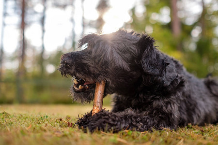 黑Schnauzer狗在夏季图片