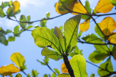 秋天热带杏仁树和叶子是变色的科学名称为TerteriaCa图片