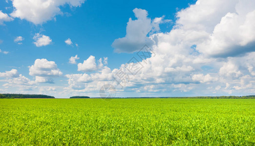 绿草和天空在美好的一天图片