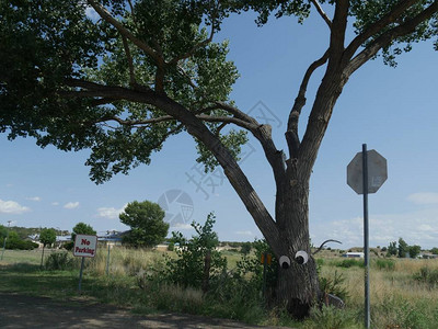 新墨西哥州路边的孤树上有个禁图片