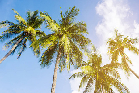椰子树美丽的热带背景图片