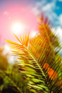 绿色热带棕榈叶在图片