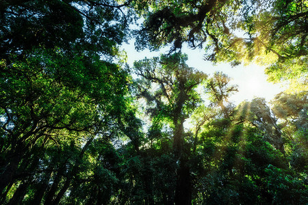 养护概念自然森林环境保护图片