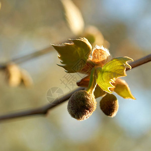 春天枫叶梧桐Platanusacerifolia的叶子和果实图片