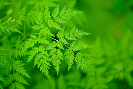 森林中的蕨类植物图片