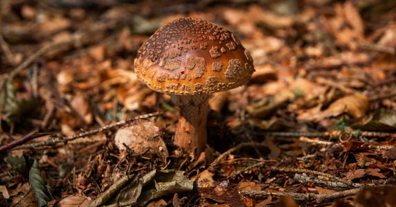 夏天阿甘的野蘑菇图片