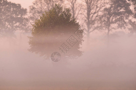 日出时雾乡中的白杨柳背景图片