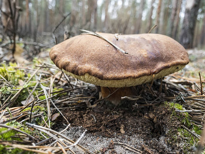 大XerocomusBadeius蘑菇图片
