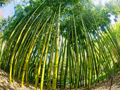 芬纳蒂花园的竹木林图片