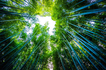 日本京都林中美丽的竹林景色青背景图片