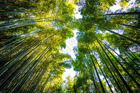 日本京都林中美丽的竹林景色青背景图片