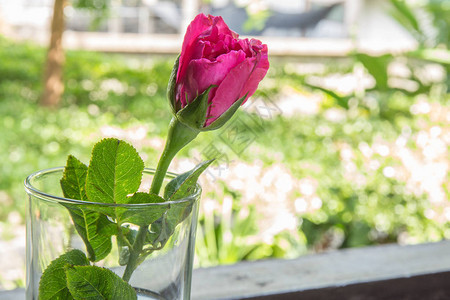 玻璃杯中的玫瑰花束图片