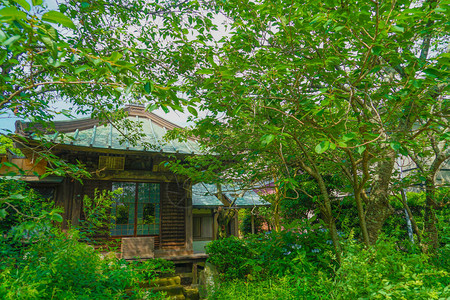 镰仓极乐寺的绿意盎然背景