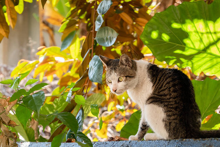 小心流浪猫在外面看着你图片