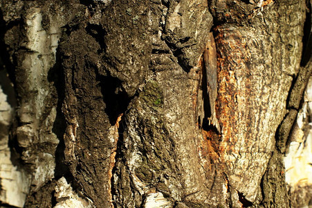 一棵老树皮的树干结构非常有趣图片