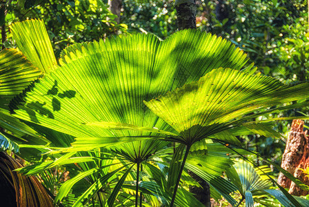 澳洲北昆士兰州Daintree雨林的风扇棕榈Licalala图片