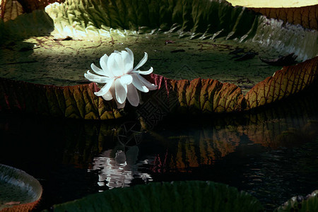 盛开的鲜花和重生在毛里求斯图片