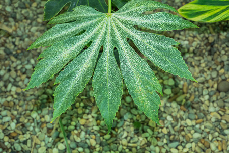 一种植物叶子的细视图其中显示的是背景图片