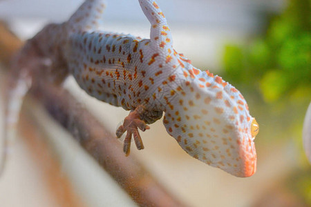 一只黄色眼睛的橙色Gecko将吸盘卡在玻璃上图片