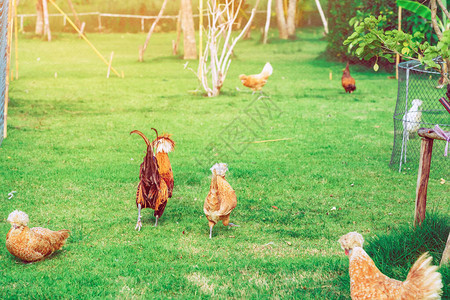 许多鸡在下午的养鸡场上快乐地休息图片