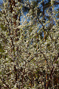 公园里开花的苹果树图片