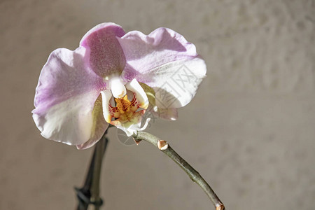 关闭室内观赏植物兰花图片