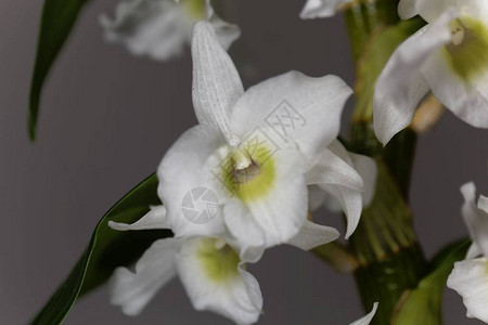 石斛兰花的白花背景图片
