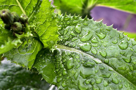 雨后滴在牛蒡叶上图片