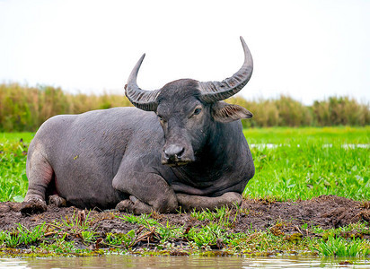 一头水牛躺在河附近的土丘上绿草地和图片