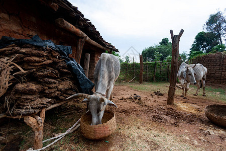 印度地区村庄的家养奶牛图片