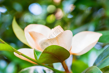 大自然树上绽放的嫩白玉兰花背景图片