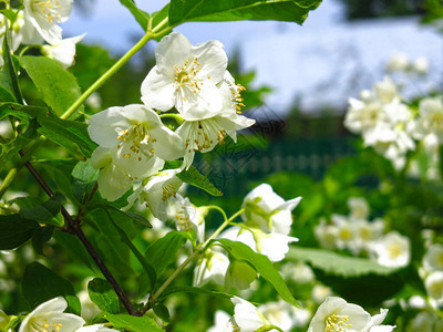 春天花园里的白色茉莉花盛开图片