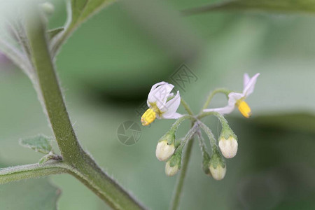 灌木的花图片