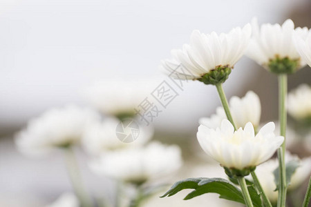 白色小菊花柔软干净的花瓣有绿茎美背景图片