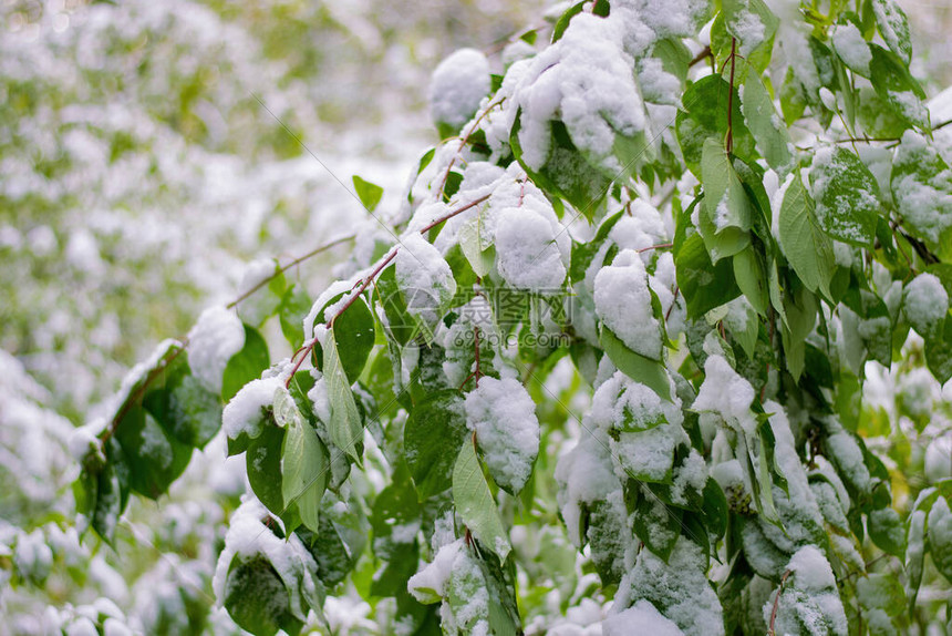 绿叶树枝在夏季雪的重压下弯曲晴朗的晴天气和象异常图片