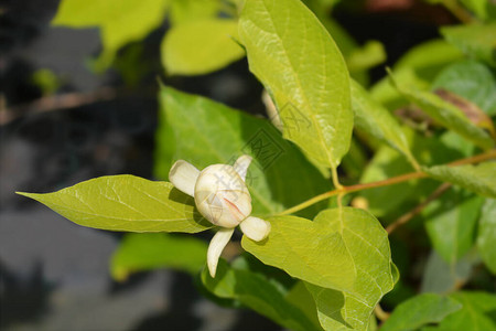 卡罗来纳五香粉维纳斯花拉丁名Calycanthusfloridus图片