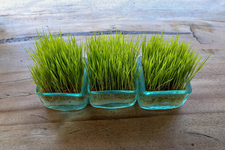 透过花盆的玻璃墙可以看到根系年轻的绿色水稻植物在桌子上的方形锅与巨大的木板桌子上的小盆里的稻苗背景图片