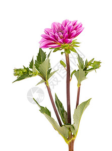 粉Dahlia花朵图片