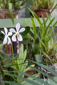 蝴蝶兰或飞蛾石斛兰花孤立在模糊背景上的白色兰花蝴蝶兰花白色蝴图片