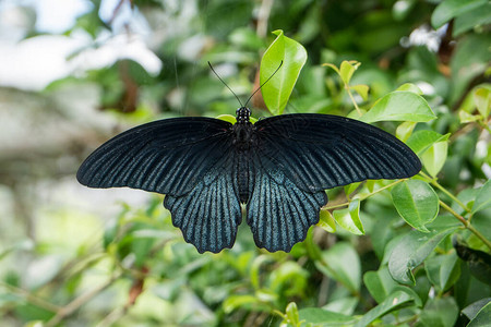 美丽的黑蝴蝶燕尾帕皮利奥梅农翅膀图片