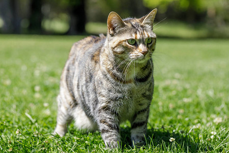 草地上的美国短尾猫图片