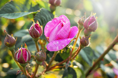 灌木上绿叶中的粉红玫瑰和花蕾图片