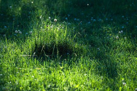 春天抽象的绿色草坪背景背景图片