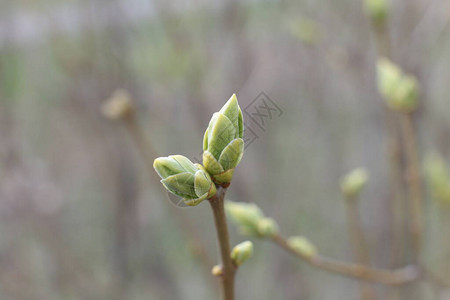 春天伊始树上的芽开着月亮变绿图片