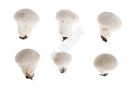 白色背景的森林野蘑菇Lyco图片