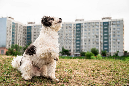 BichonFrises狗训练可爱的野犬在夏季日向图片