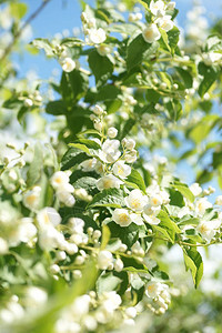 芬芳的白色茉莉花盛开的白色灌木丛背景图片