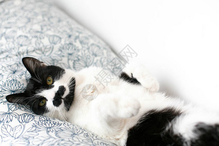 留着胡子舒适温馨的时刻有趣的困猫可爱的小猫可爱睡在时尚的床单图片