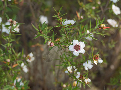 种植茶树带白花和天然日光浸图片